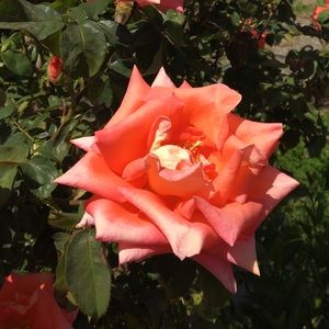 Meet your Posher, Alli